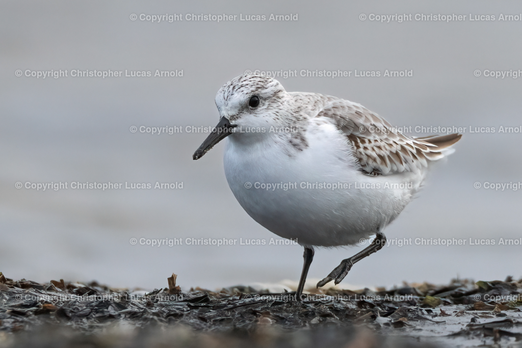 Sanderling | bildkomponist - Realisiert mit Pictrs.com