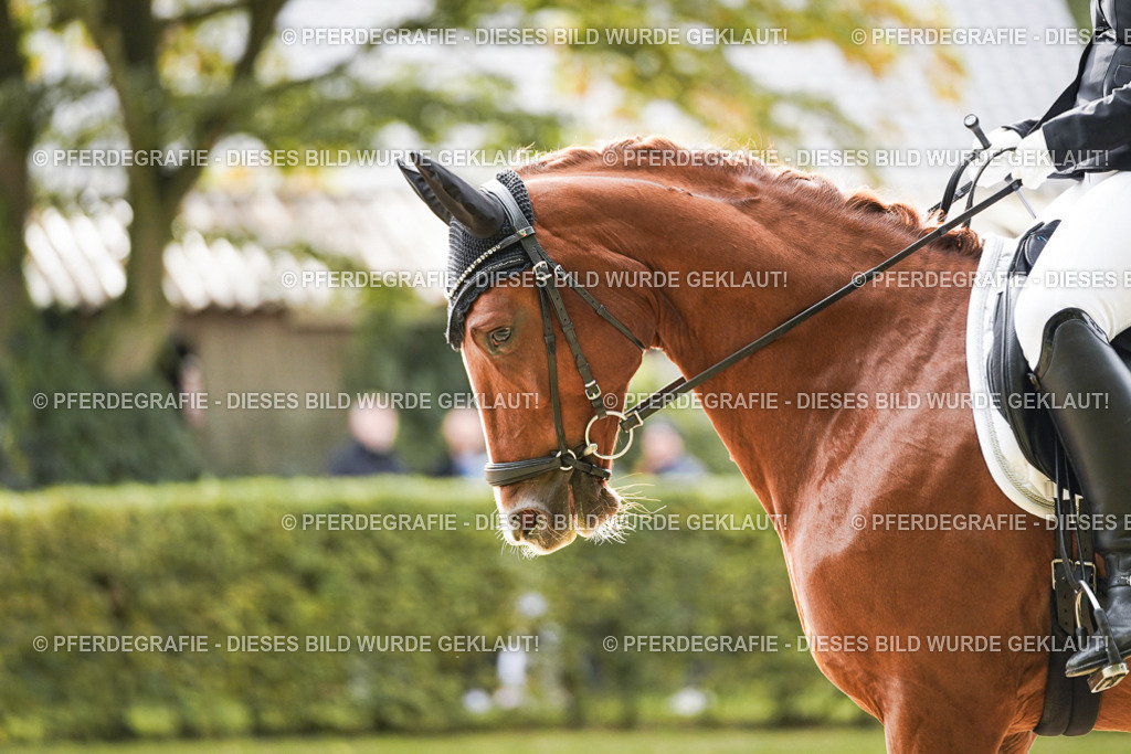 DSC01296 | Pferdegrafie