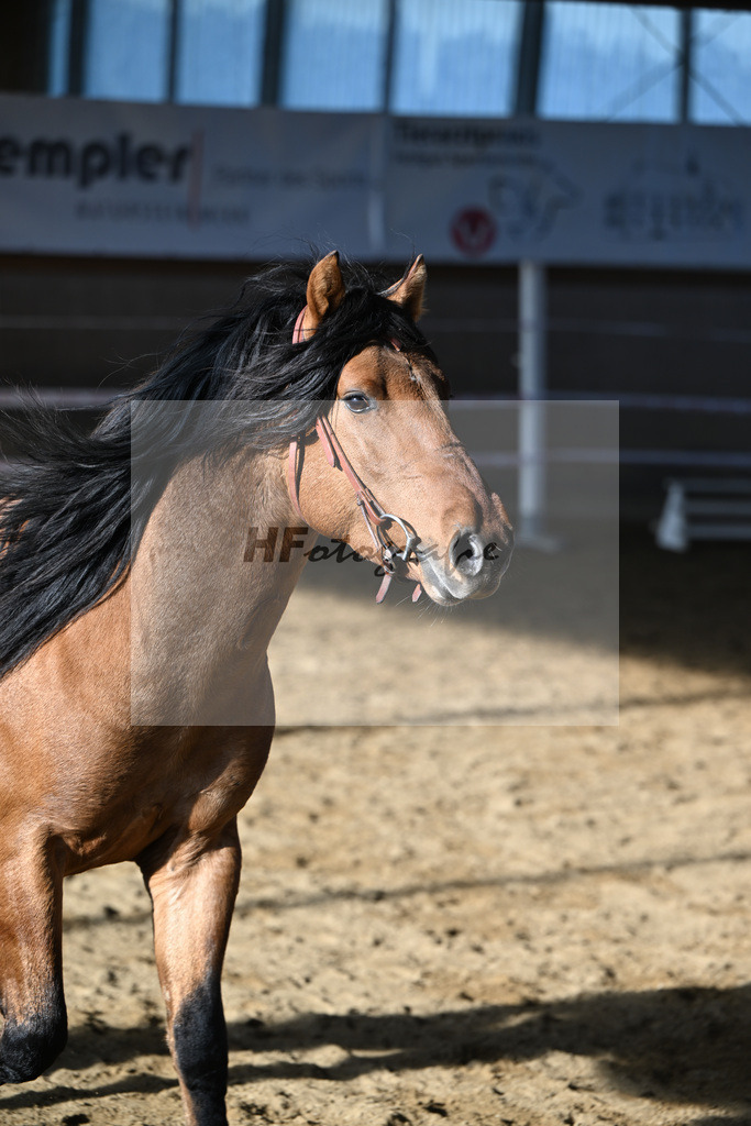 Kat-Nr. 12 Tapadero v. Tape Isidoro_Seefried_49250470 | hf-fotografie - Realisiert mit Pictrs.com