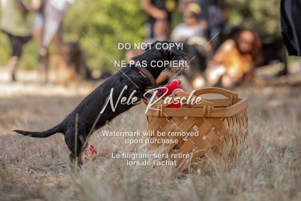 nelerasche_soDD2_19 | nelerasche