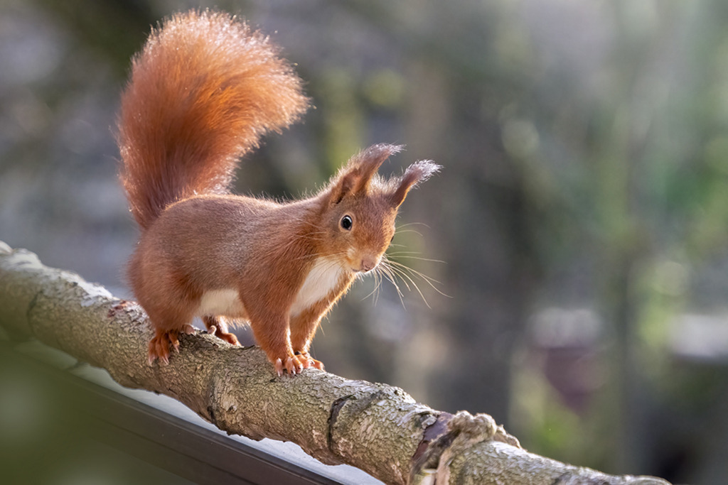 Eichhörnchen (red squirrel) | Deutschland | WILD﻿﻿LIFE · NATURE | just﻿love · justSOMEWHERE · just poster | ﻿POSTER | LEINWAND | FINEART | HOLZDRUCK | FOREX-FOTODRUCK | ALU-DIBOND | ACRYLGLAS | WILD'N FREE | germany | the netherlands | kenya | vietnam | egypt | wildtiere | eichhörnchen - Realisiert mit Pictrs.com