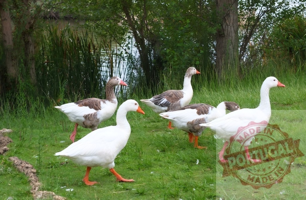 Geese walking on green grass near water | Group of geese standing on grass with water and trees in background - Realized with Pictrs.com