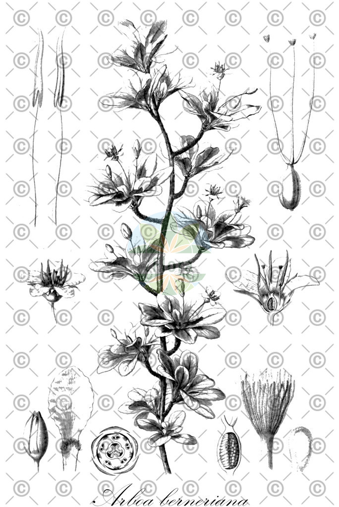 HistAbb_wfo-0001209931_1_ENZY_Simple | Historische Abbildung von Arboa berneriana - Passifloraceae | Historical Illustration of Arboa berneriana - Passifloraceae