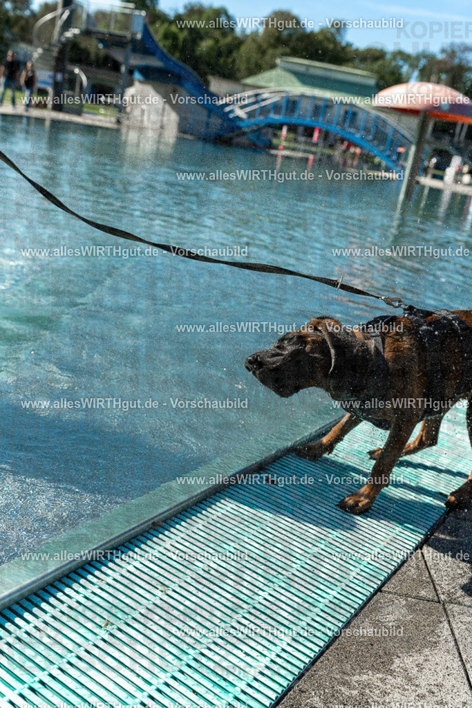 Hundeschwimmen_Volksbad_2026-allesWIRTHgut_Tierfotografie-2609061030-094027-7R508917 | Professionelle Tierfotografie in Mönchengladbach von Daniel Wirth (allesWIRTHgut). Liebevolle & natürliche Bilder von Hunden & Katzen für unvergessliche Erinnerungen.