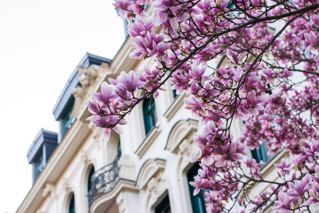 Frühling in Leipzig | Frühling in Leipzig und die Magnolien blühen - Realisiert mit Pictrs.com
