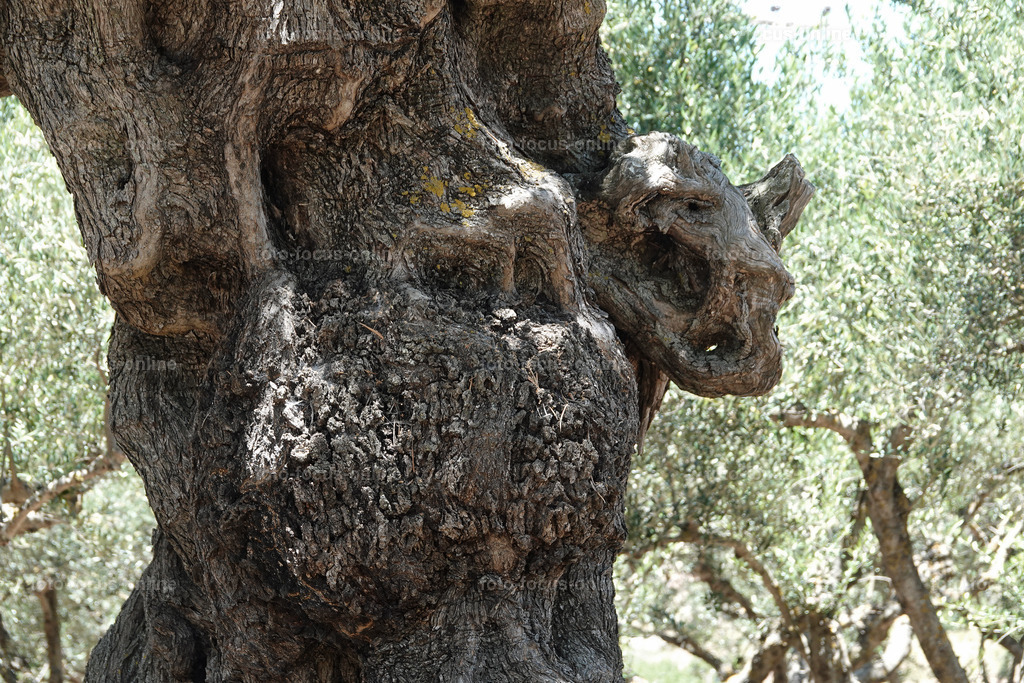 Stories of the Ancient Olive Trees | Ancient Olive Trees