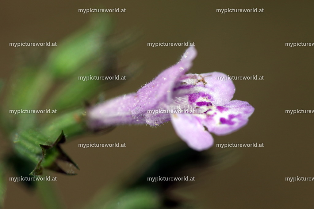 Wald-Bergminze-005 | Das Bilderarchiv über Tiere, Planzen und Landschaften. In der Bilddatenbank finden Sie ein große Auswahl an hochwertigen Bilder für Ihre Werbung - Realized with Pictrs.com