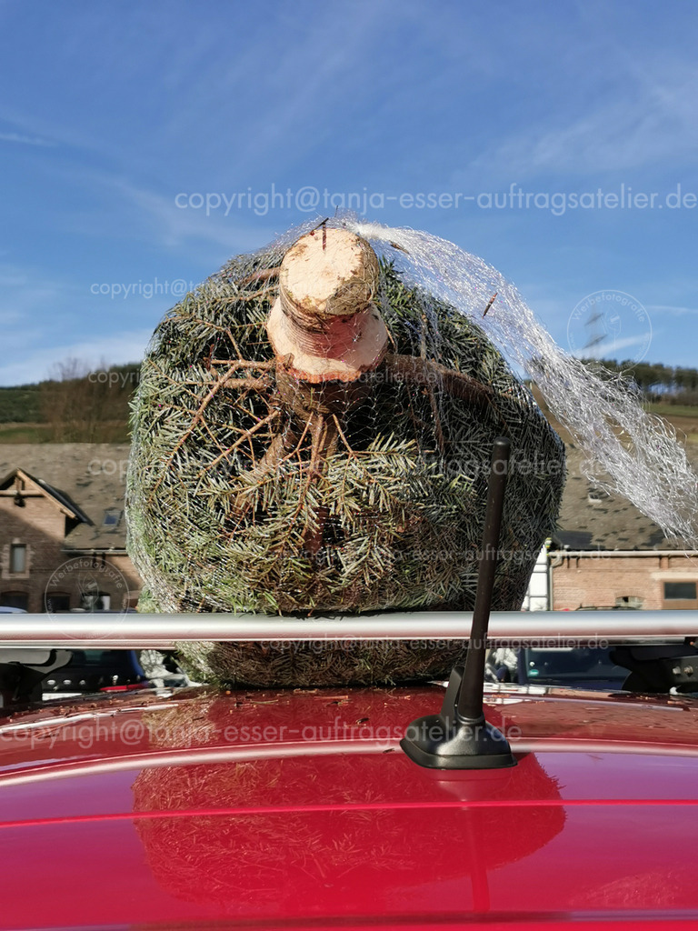 Weihnachtsbaum Transport 1 D | Ein frischer Weihnachtsbaum vom Verkäufer wird auf dem Dach eines Autos nach Hause transportiert. Das rote Auto bietet einen schönen Kontrast zum Baum. Es ist Adventszeit. 
