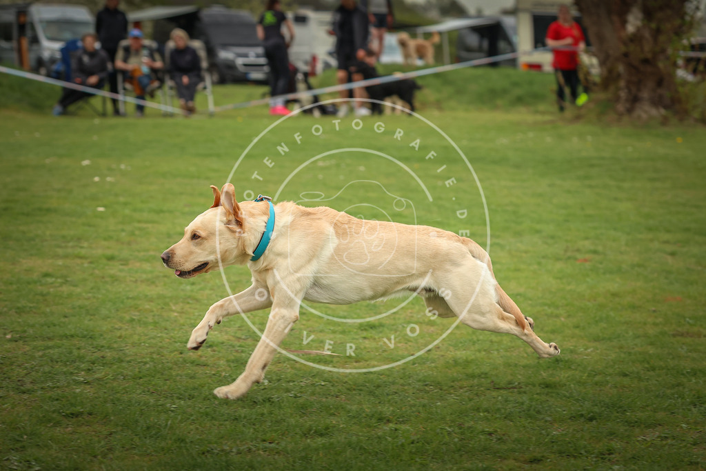 Pfotenfotografie_0L8A0702 | Hundefotografie, Tierfotograf, Pfotenfotografie, Fotoshooting Hund, Hunde Portrait, Hundesport, Hundeportraits, Heideshooting, Hunde, Sportfotograf, Hundefotograf, Turnierhundsport, THS,  - Realisiert mit Pictrs.com