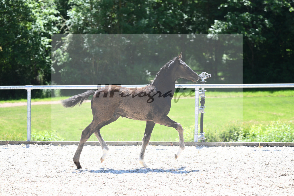 Kat-Nr. 20 HF Dimaggio Black_Haller_16230509 | hf-fotografie - Realizzato con Pictrs.com