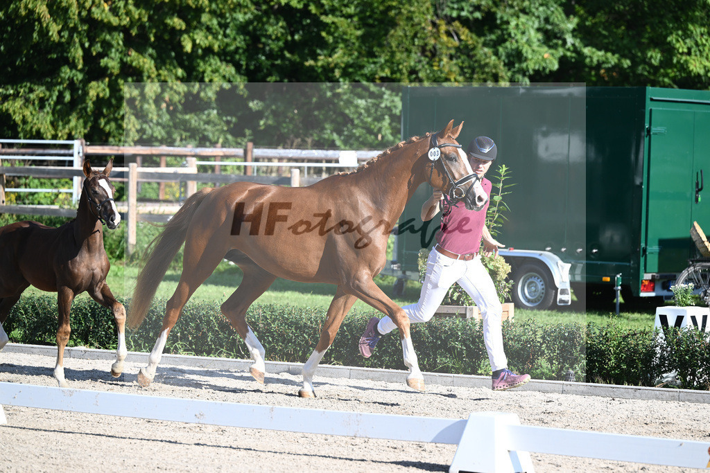 Kat-Nr. 3 Hollyfly_Eisenmenger_36230638 | hf-fotografie - Realisiert mit Pictrs.com