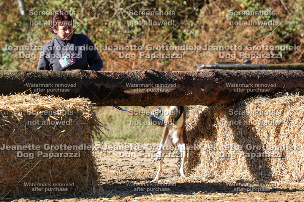 Dog Paparazzi - Strongdog 10-25-1848 | Dog Paparazzi Jeanette Grottendiek Fotografie & Videografie - Realisiert mit Pictrs.com
