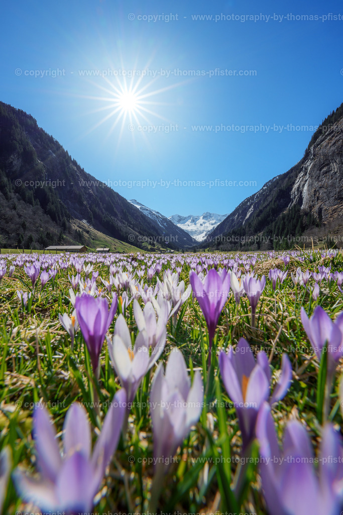 Krokusse Stilluptal copyright  Thomas Pfister-1 | PHOTOGRAPHY BY THOMAS PFISTER