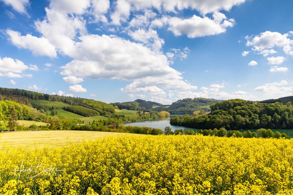 Rapsfeld am Hennesee | Rapsfeld bei Mielinghausen am Hennesee - Realisiert mit Pictrs.com