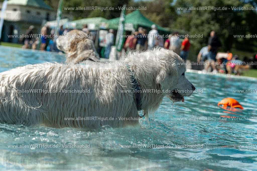 Hundeschwimmen_Volksbad_2026-allesWIRTHgut_Tierfotografie-2609061307-121739-7R500524 | Professionelle Tierfotografie in Mönchengladbach von Daniel Wirth (allesWIRTHgut). Liebevolle & natürliche Bilder von Hunden & Katzen für unvergessliche Erinnerungen.