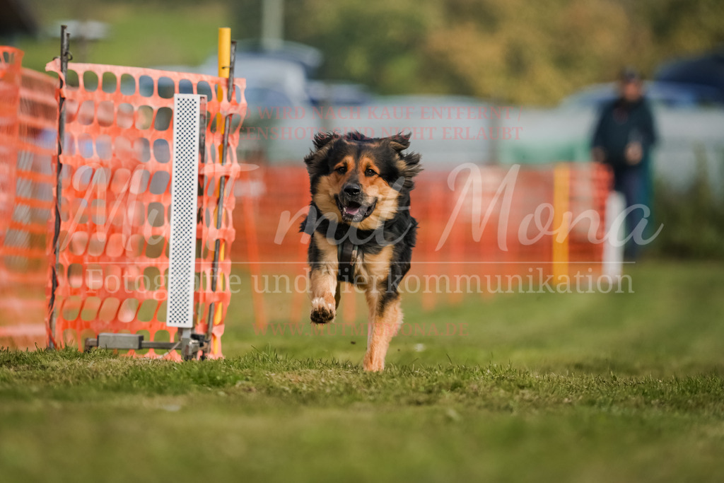 20250928_Hunderennen-283 | MuT (Mensch und Tier) mit Mona - Fotografie und Tierkommunikation - Realisiert mit Pictrs.com
