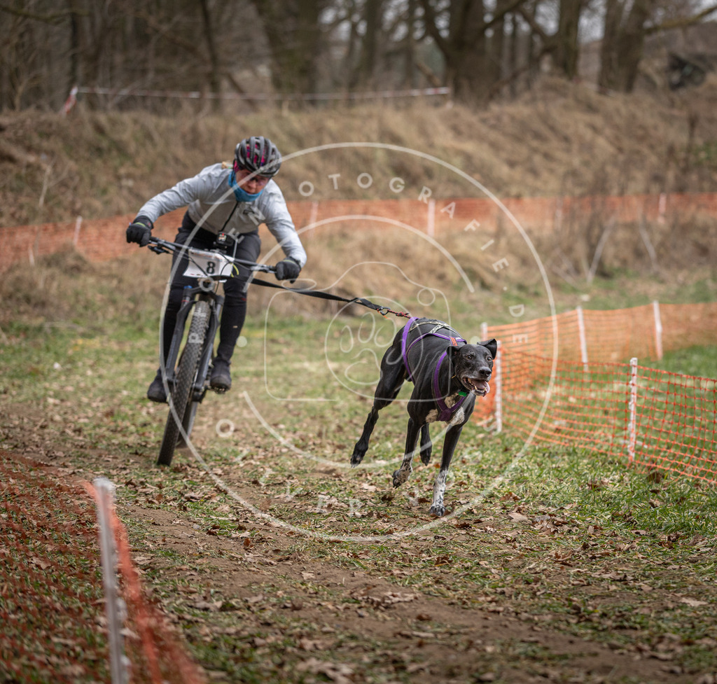 Pfotenfotografie_DV3A6557 | Hundefotografie, Tierfotograf, Pfotenfotografie, Fotoshooting Hund, Hunde Portrait, Hundesport, Hundeportraits, Heideshooting, Hunde, Sportfotograf, Hundefotograf, Turnierhundsport, THS,  - Realisiert mit Pictrs.com