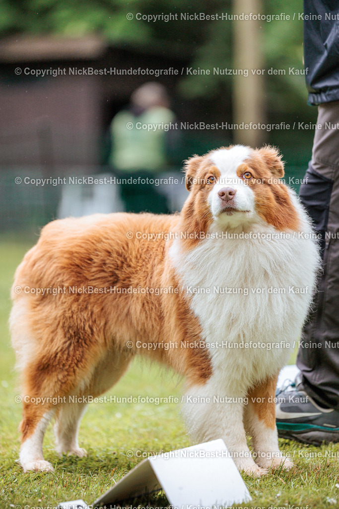 RO-Blumenthal-2026-Nickbest-Hundefotografie-3790 | Dein Hund! Dein Moment! Deine Erinnerungen! Hundefotografie in Bremen Blumenthal. Ich fange die besonderen Momente deines Vierbeiners ein – ob Indoor mit Blitzanlage oder in der freien Natur. Sicher dir dein Moment und dein Termin für eure Erinnerungen.