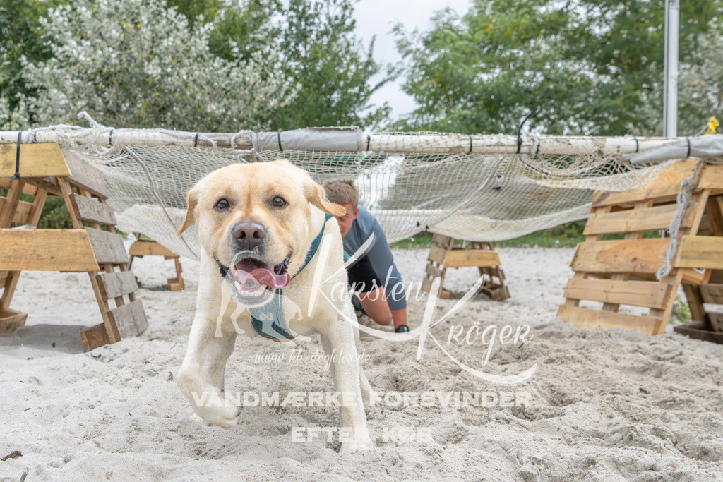 1116_ZZ95974 | kk-dogfotos