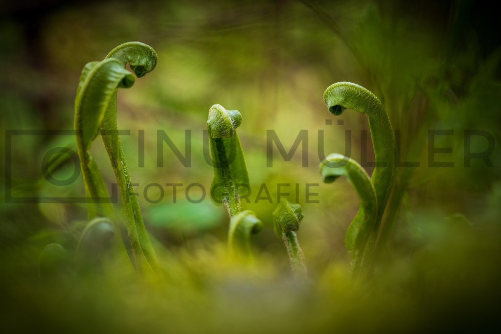 DSC01605 | Tinu Müller Fotografie- Bildershop - Realisiert mit Pictrs.com