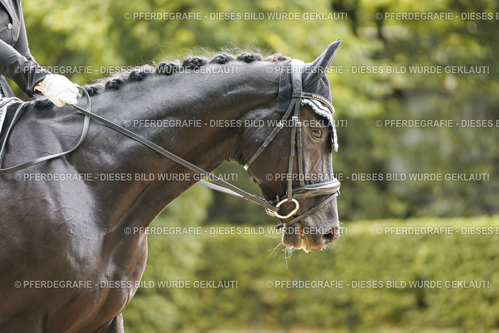 DSC01178 | Pferdegrafie