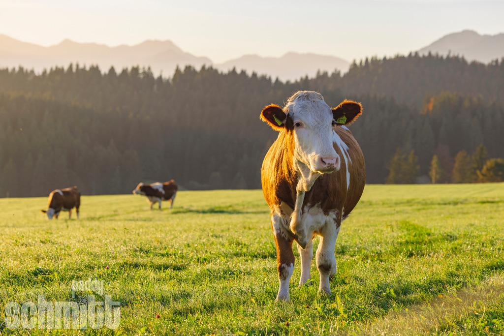 PS-Tiere-2026-75 | Entdecke die größte Bildgalerie der Region mit Fotografien aus dem Allgäu, der Bodenseeregion, Oberschwaben, dem Donautal und der Schwäbischen Alb. Landschaften, Luftaufnahmen und Reisefotografie als Wandbild und Fotokunst. - Realisiert mit Pictrs.com