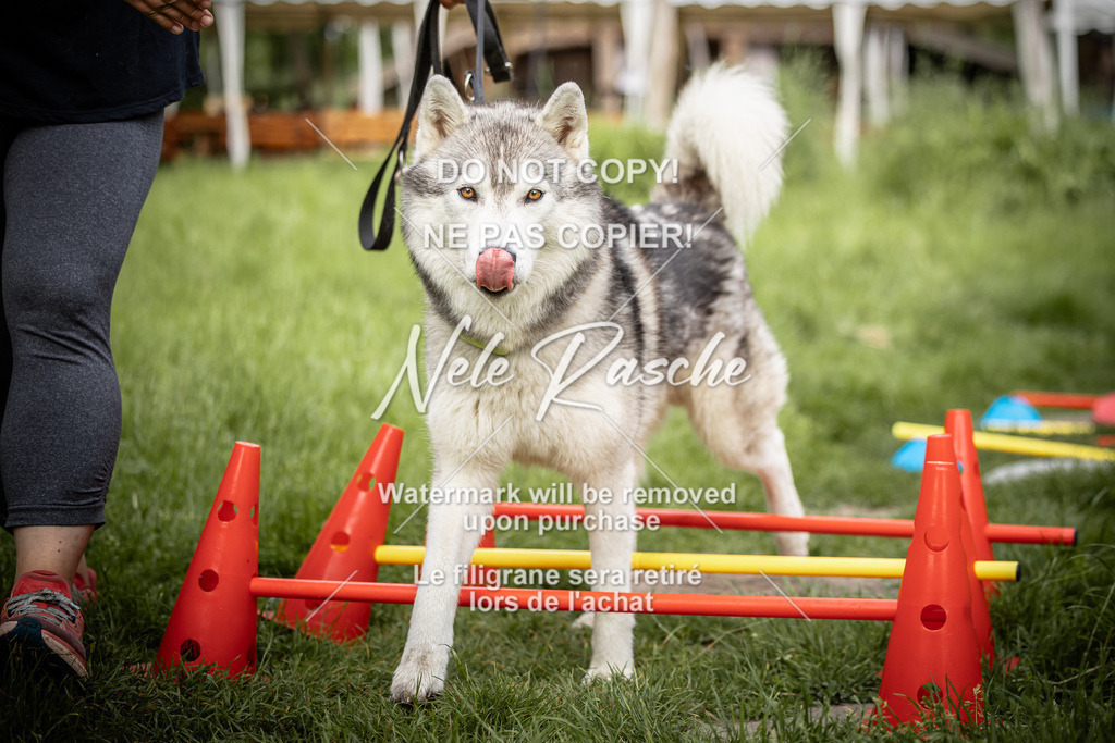 nelerasche_So-earlydog_31 | nelerasche