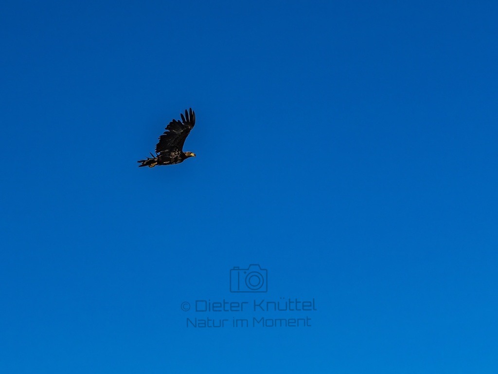 P1001586-LR-topaz-enhance | Natur im Moment - Realisiert mit Pictrs.com