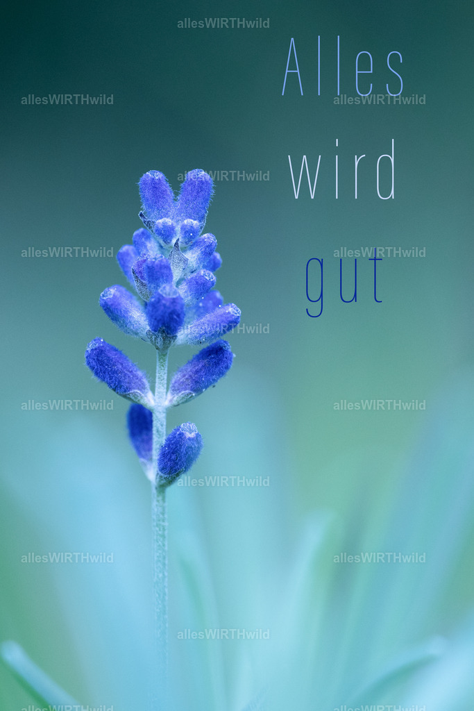 Alles wird gut | Entdecke die faszinierende Welt der Natur- und Wildlife-Fotografie von Daniel und Bärbel. Inspirierende Bilder von wilden Tieren und kleinen Naturwundern.