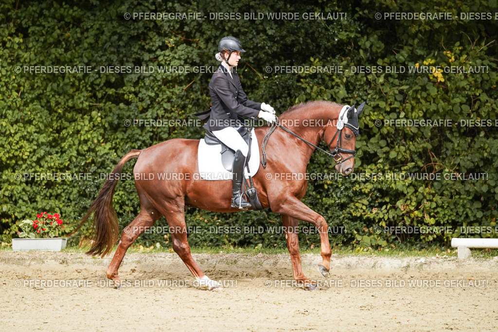 DSC00447 | Pferdegrafie