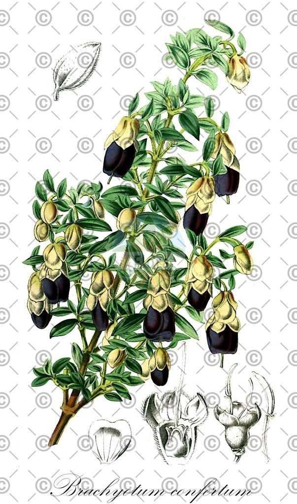 HistAbb_wfo-0001338905_1_ENZY_Simple | Historische Abbildung von Brachyotum confertum - Melastomataceae | Historical Illustration of Brachyotum confertum - Melastomataceae