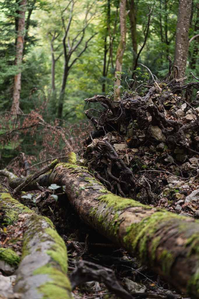 ZD250916092925 | Fotoshop von zweidimensional Fotografie. Ihr Fotograf im Aargau. Abzüge von Ihrem Fotobox Event bestellen.Abzüge von Ihrem Hochzeit bestellen.Abzüge von Ihrem Schulfotograf bestellen.