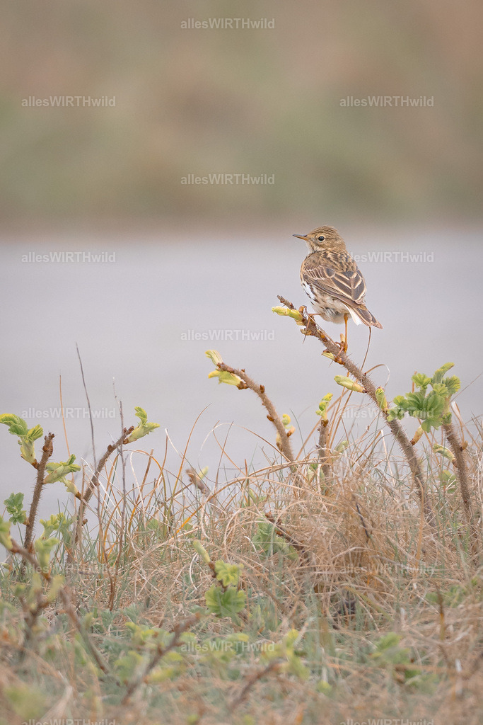 allesWIRTHwild.de - 7IV01982 | Entdecke die faszinierende Welt der Natur- und Wildlife-Fotografie von Daniel und Bärbel. Inspirierende Bilder von wilden Tieren und kleinen Naturwundern.
