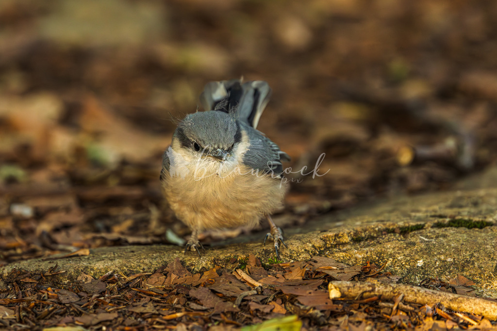 701A2256 | Sportbilder, Sportfotograf, Hochzeits- und Eventfotografin, Flugshows, Portraits und Tiershooting, Aviation, Downhill, Nationalleague, Swissleague, International
