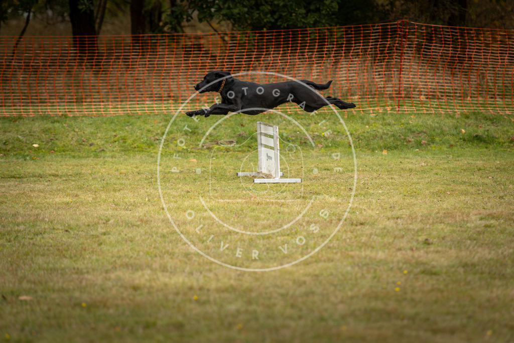 Pfotenfotografie_DV3A5648 | Hundefotografie, Tierfotograf, Pfotenfotografie, Fotoshooting Hund, Hunde Portrait, Hundesport, Hundeportraits, Heideshooting, Hunde, Sportfotograf, Hundefotograf, Turnierhundsport, THS,  - Realisiert mit Pictrs.com