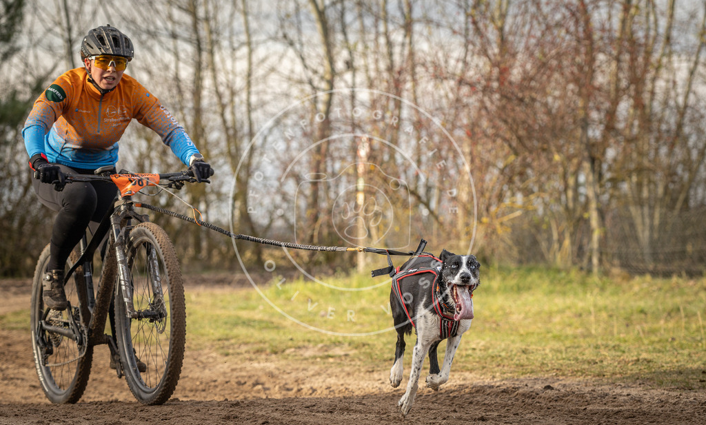 Pfotenfotografie_DV3A7526 | Hundefotografie, Tierfotograf, Pfotenfotografie, Fotoshooting Hund, Hunde Portrait, Hundesport, Hundeportraits, Heideshooting, Hunde, Sportfotograf, Hundefotograf, Turnierhundsport, THS,  - Realisiert mit Pictrs.com