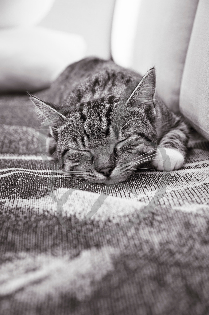 _DSC4986 | sebastiandoebroessy - Realisiert mit Pictrs.com