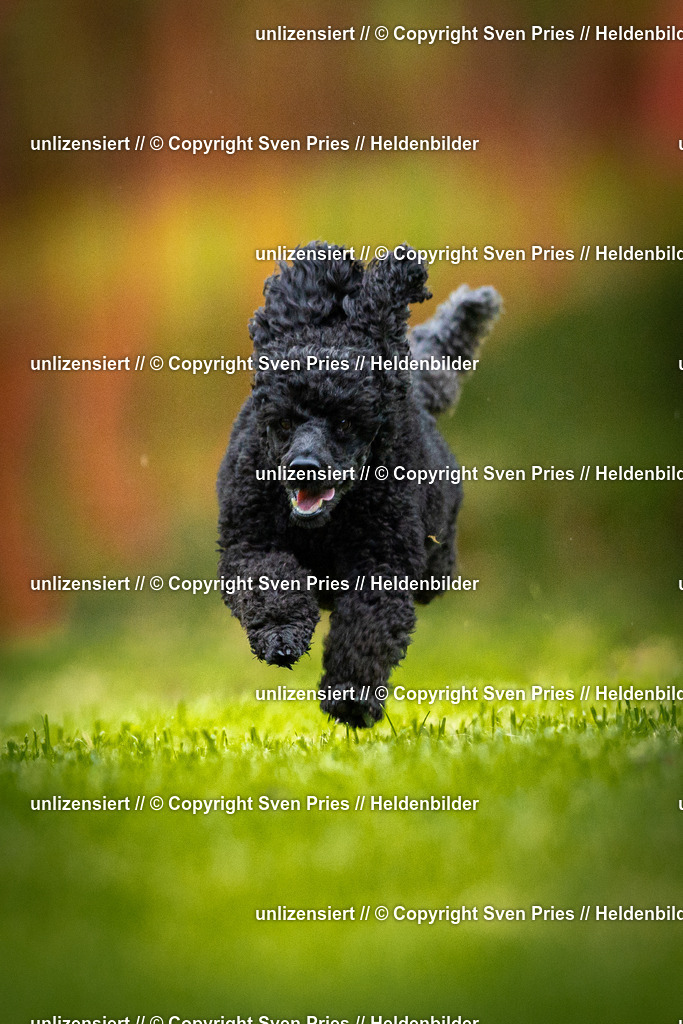 Sven Pries | 2025-09-21 - Hunderennen Baden-Oos - Realisiert mit Pictrs.com