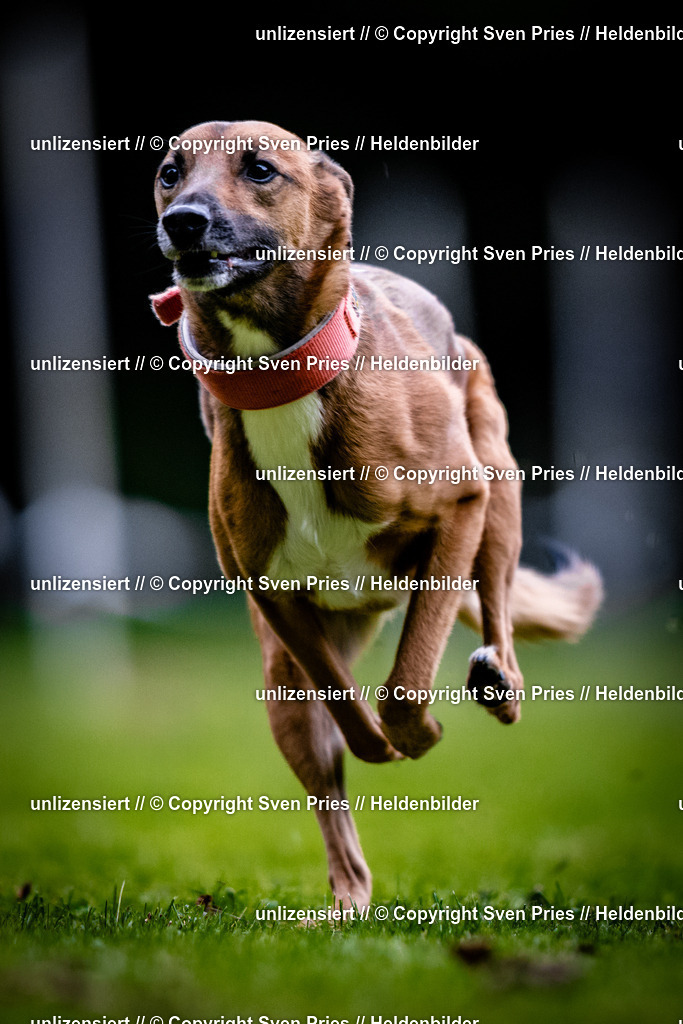 Sven Pries | 2025-10-03 - Hunderennen Obergrombach - Realisiert mit Pictrs.com