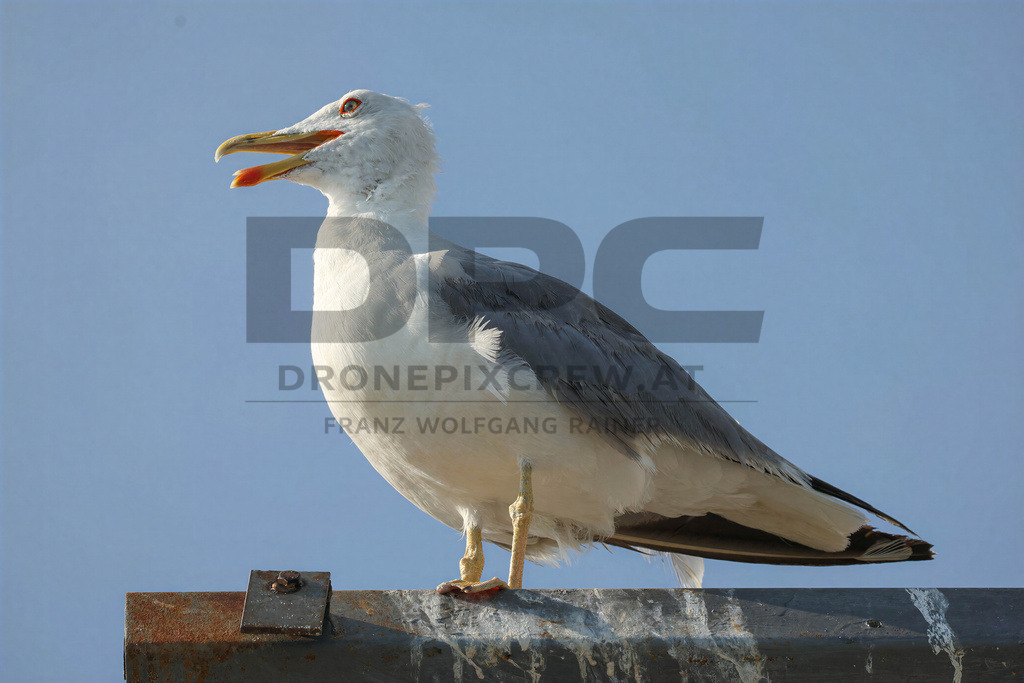 Yellow-legged Gull (Larus michahellis) | Yellow-legged Gull (Larus michahellis), a large gull species commonly found along Mediterranean coasts, rocky shorelines, harbours and coastal areas. - Realisiert mit Pictrs.com