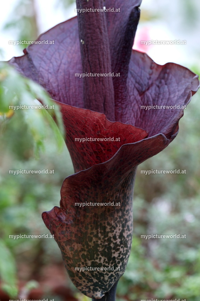 Teufelszunge-004 | Das Bilderarchiv über Tiere, Planzen und Landschaften. In der Bilddatenbank finden Sie ein große Auswahl an hochwertigen Bilder für Ihre Werbung - Realisiert mit Pictrs.com