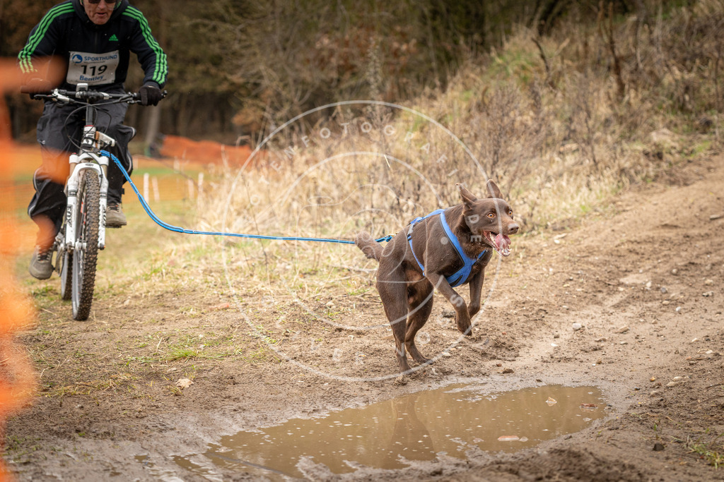 DV3A1032 | Hundefotografie, Tierfotograf, Pfotenfotografie, Fotoshooting Hund, Hunde Portrait, Hundesport, Hundeportraits, Heideshooting, Hunde, Sportfotograf, Hundefotograf, Turnierhundsport, THS,  - Realisiert mit Pictrs.com