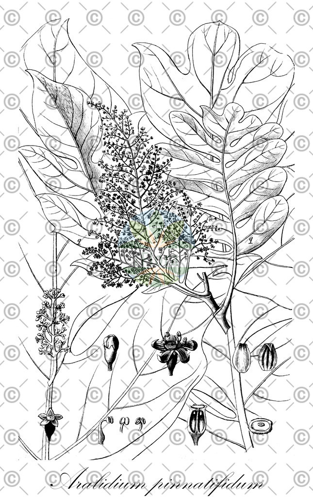 HistAbb_wfo-0000260165_1_ENZY_Simple | Historische Abbildung von Aralidium pinnatifidum - Torricelliaceae | Historical Illustration of Aralidium pinnatifidum - Torricelliaceae