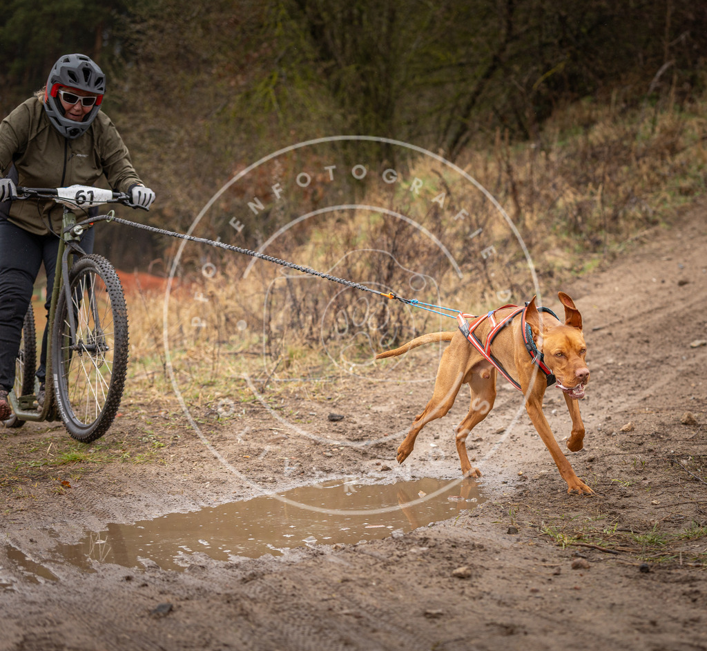DV3A9518 | Hundefotografie, Tierfotograf, Pfotenfotografie, Fotoshooting Hund, Hunde Portrait, Hundesport, Hundeportraits, Heideshooting, Hunde, Sportfotograf, Hundefotograf, Turnierhundsport, THS,  - Realisiert mit Pictrs.com