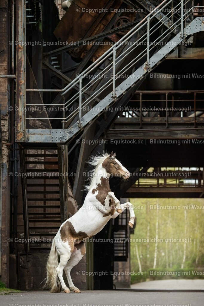 160415_Paint_Horse_in_Industrieanlage_0005 | Foto: Thomas Hartig