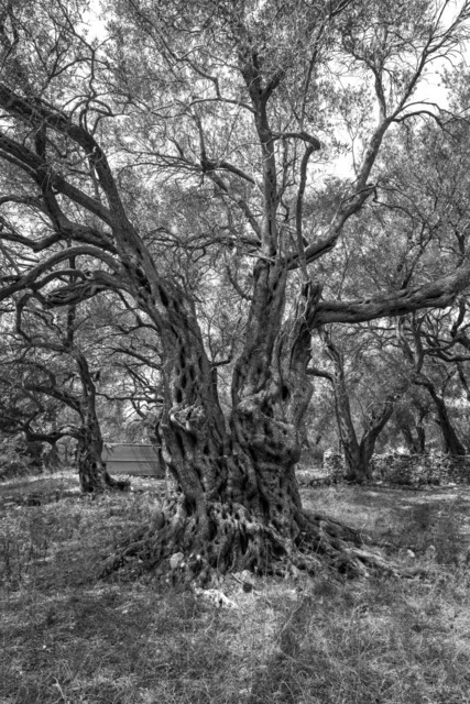 Olive Baum / Olea europaea, Olivia / Olive tree | Kreative Fotografie von Fotoloft-MaciejRusinek aus Frankfurt am Main. Große Motivauswahl in individuell ausgewählten Formaten auf unterschiedlichen Materialien. Bestellen bequem online.
Preise sind variable, je nach Material und Größe. 
 - Realisiert mit Pictrs.com