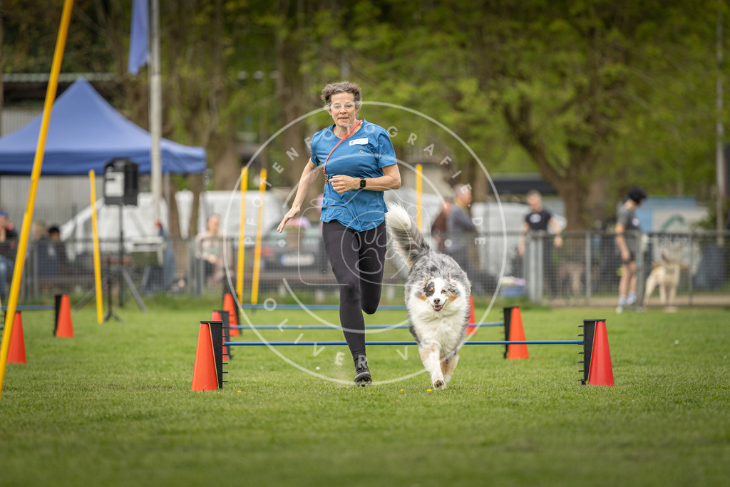 Pfotenfotografie_DV3A8581 | Hundefotografie, Tierfotograf, Pfotenfotografie, Fotoshooting Hund, Hunde Portrait, Hundesport, Hundeportraits, Heideshooting, Hunde, Sportfotograf, Hundefotograf, Turnierhundsport, THS,  - Realisiert mit Pictrs.com