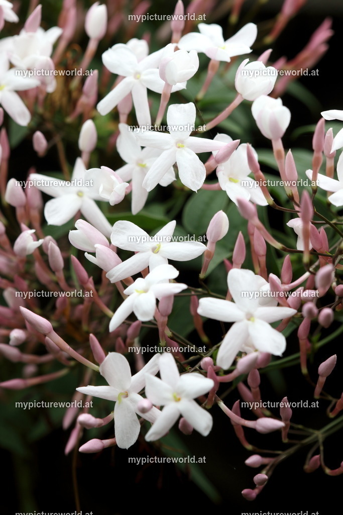 Zimmer-Jasmin-001 | Das Bilderarchiv über Tiere, Planzen und Landschaften. In der Bilddatenbank finden Sie ein große Auswahl an hochwertigen Bilder für Ihre Werbung - Realized with Pictrs.com