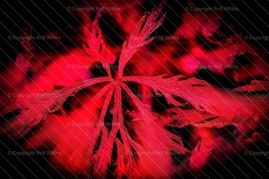 rotahorn1 | Rolf Wittke  - Realisiert mit Pictrs.com