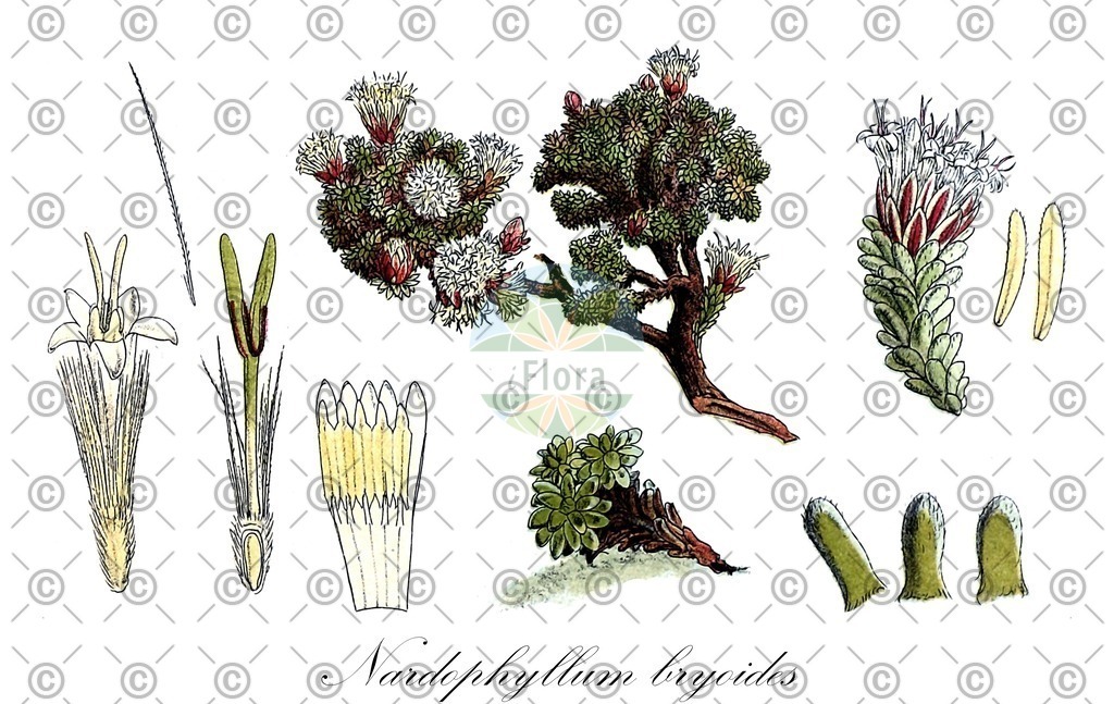 HistAbb_wfo-0000381007_2_ENZY_Simple | Historische Abbildung von Nardophyllum bryoides - Asteraceae | Historical Illustration of Nardophyllum bryoides - Asteraceae